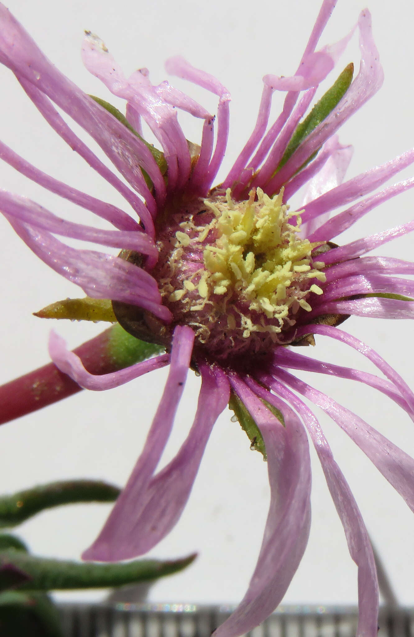 Image of Lampranthus dilutus N. E. Br.