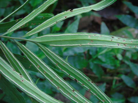 Image of ribbon fern