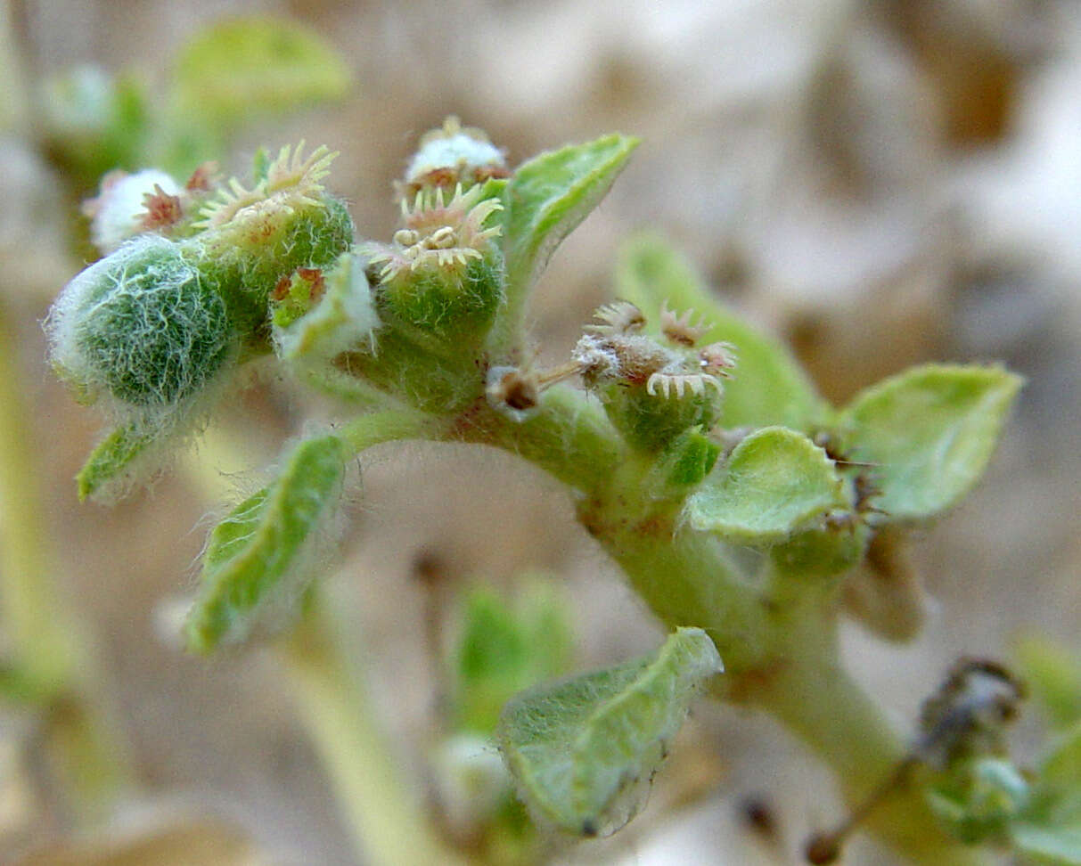 Image of Euphorbia petiolata Banks & Sol.