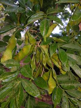 Imagem de Lonchocarpus parviflorus Benth.