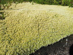 Imagem de Sphagnum angustifolium C. E. O. Jensen 1896