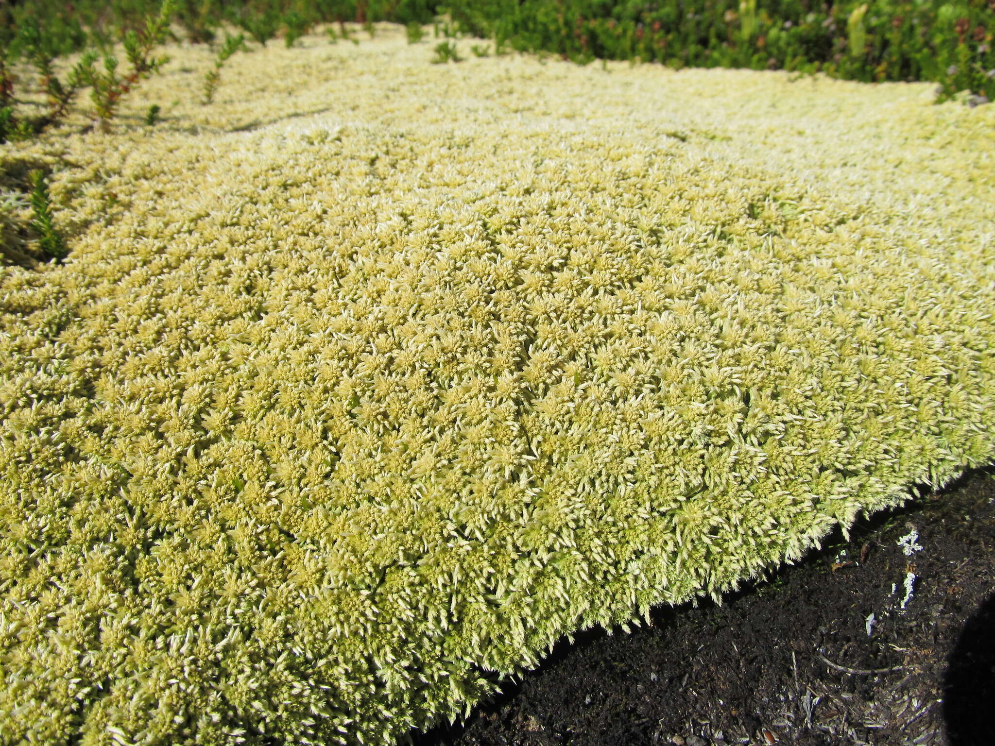 Imagem de Sphagnum angustifolium C. E. O. Jensen 1896