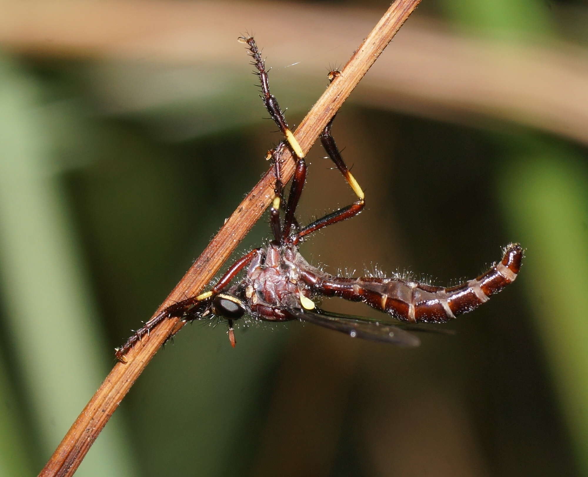 Daptolestes bronteflavus resmi