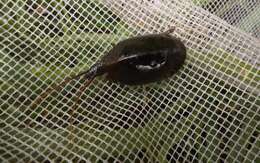 Image of Tadpole shrimp