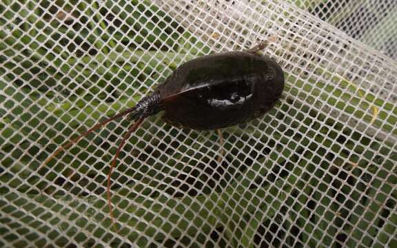 Image of Tadpole shrimp