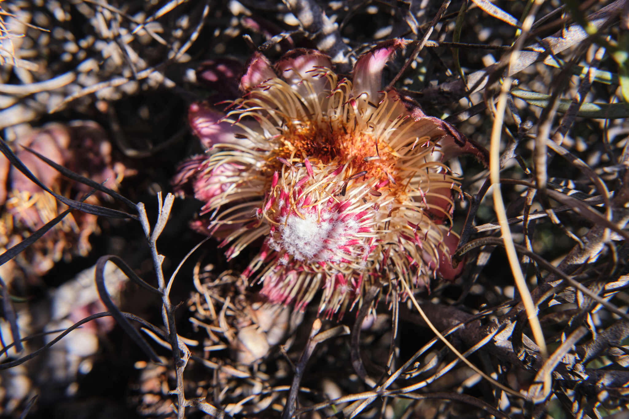 Image of Patent-leaf protea