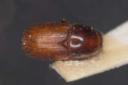 Image of oak bark beetle