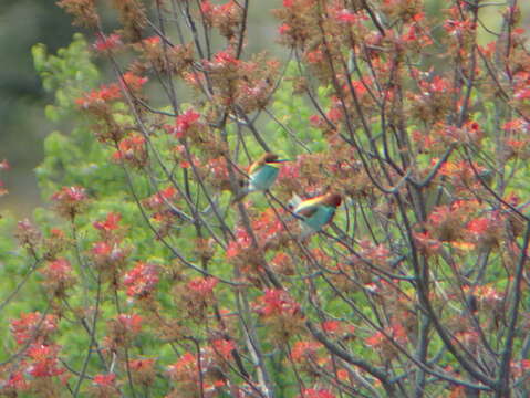 Image of bee-eater, european bee-eater