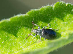 Plancia ëd Phyllobius (Parnemoicus) viridicollis (Fabricius 1792)