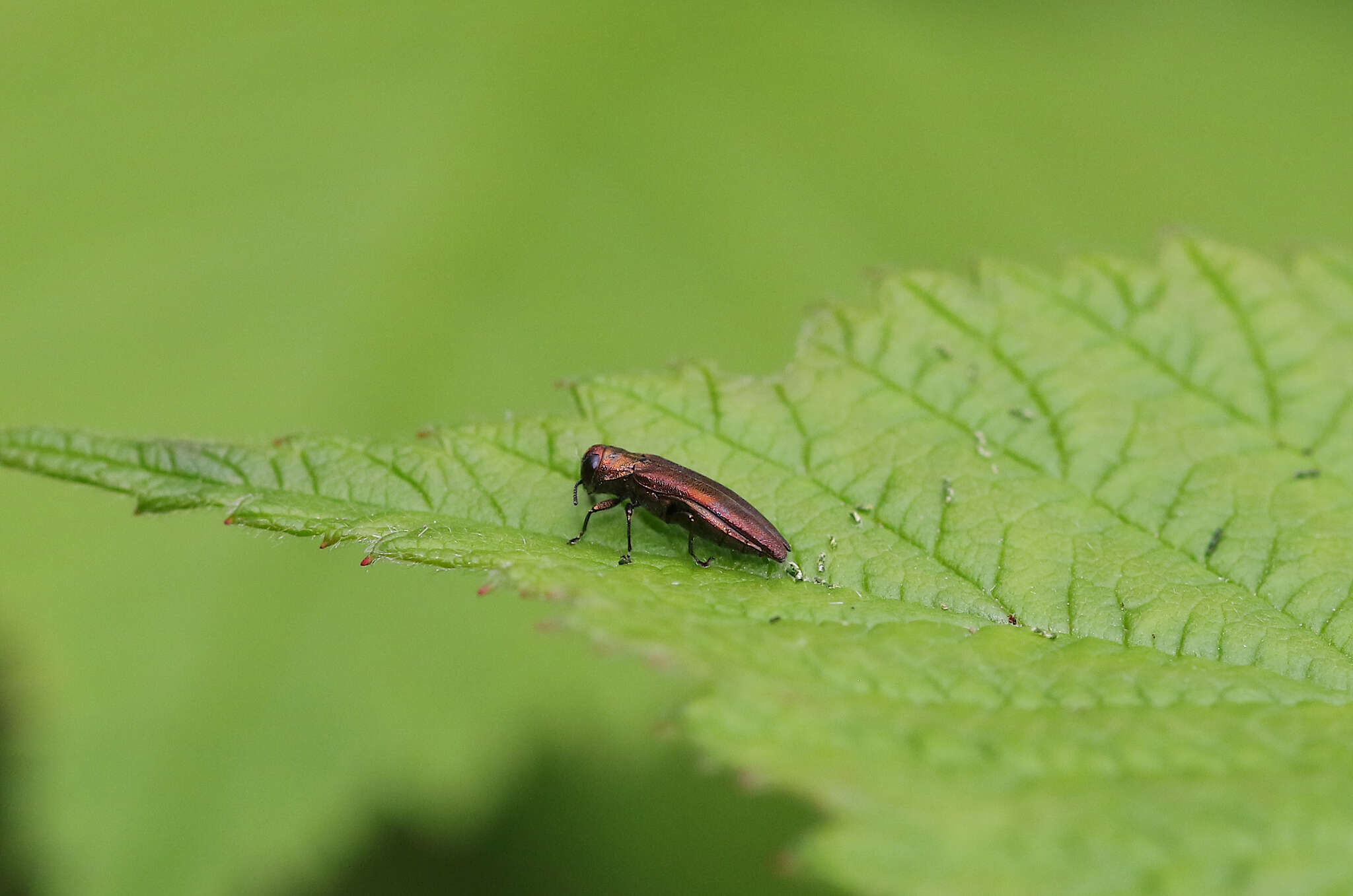 Imagem de Agrilus cuprescens (Ménétriés 1832)