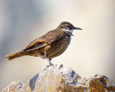 Imagem de Cinclodes nigrofumosus (d'Orbigny & Lafresnaye 1838)