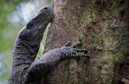 Image of Crocodile Monitor