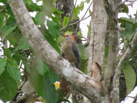 Image of Yucatan Woodpecker