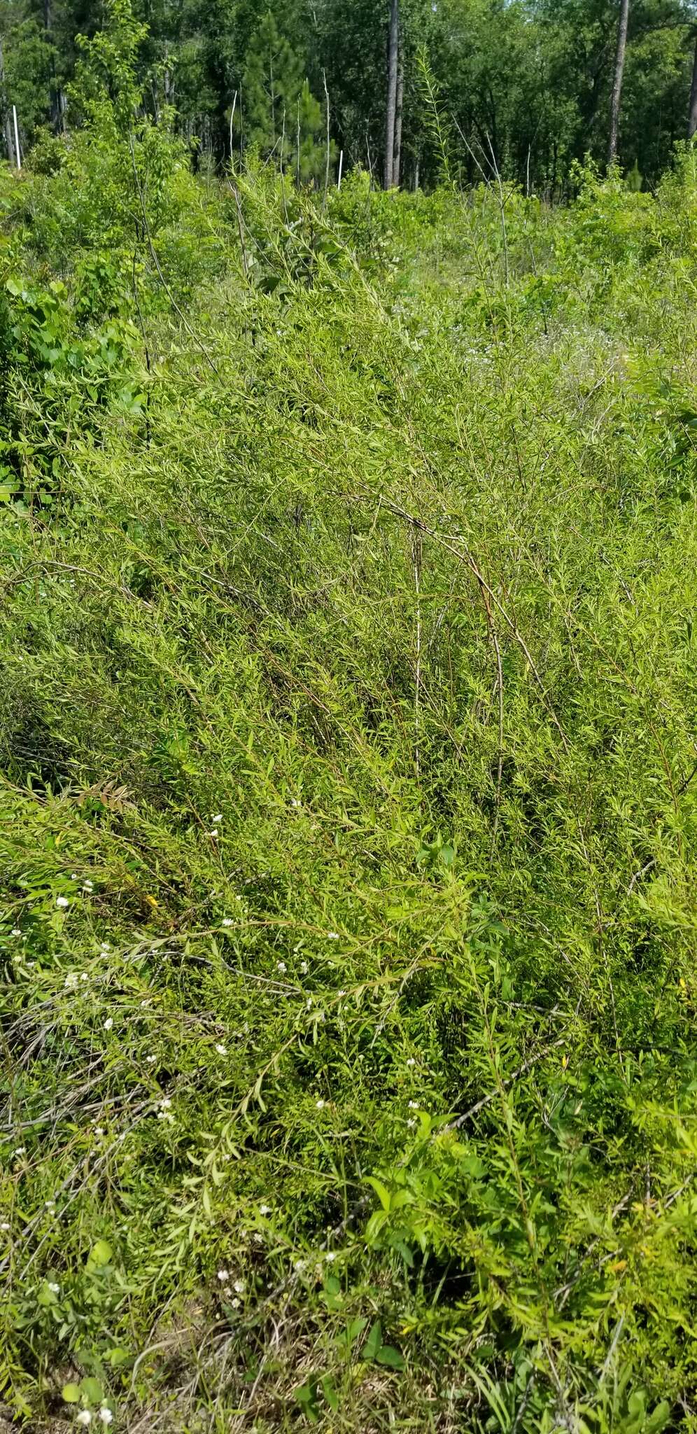 Image de Spiraea thunbergii Sieb. ex Bl.