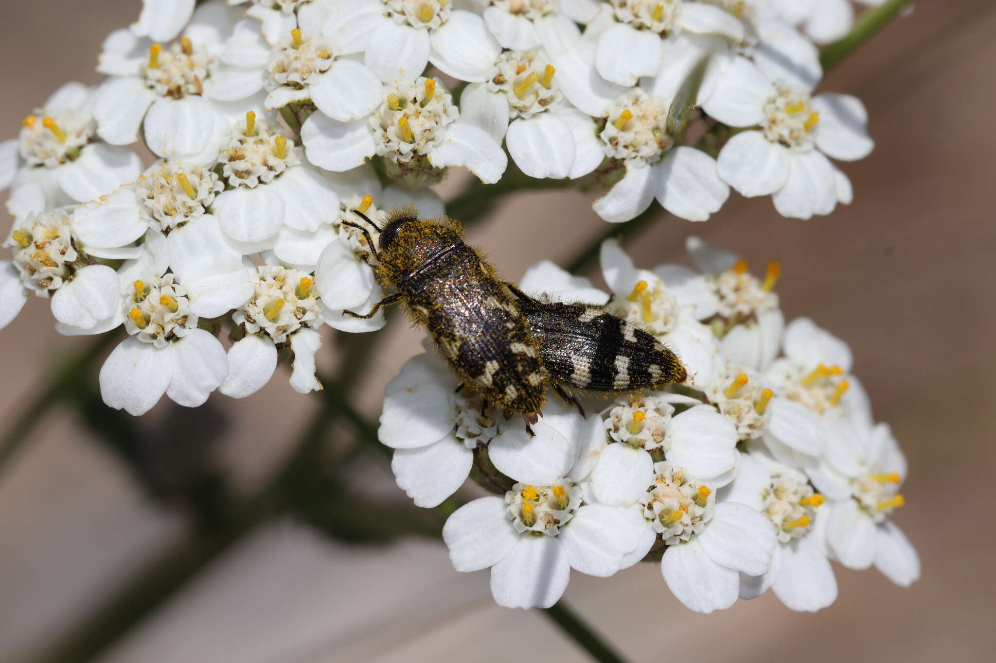 Слика од Acmaeodera idahoensis Barr 1969