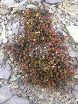 Douglasia gormanii Constance resmi