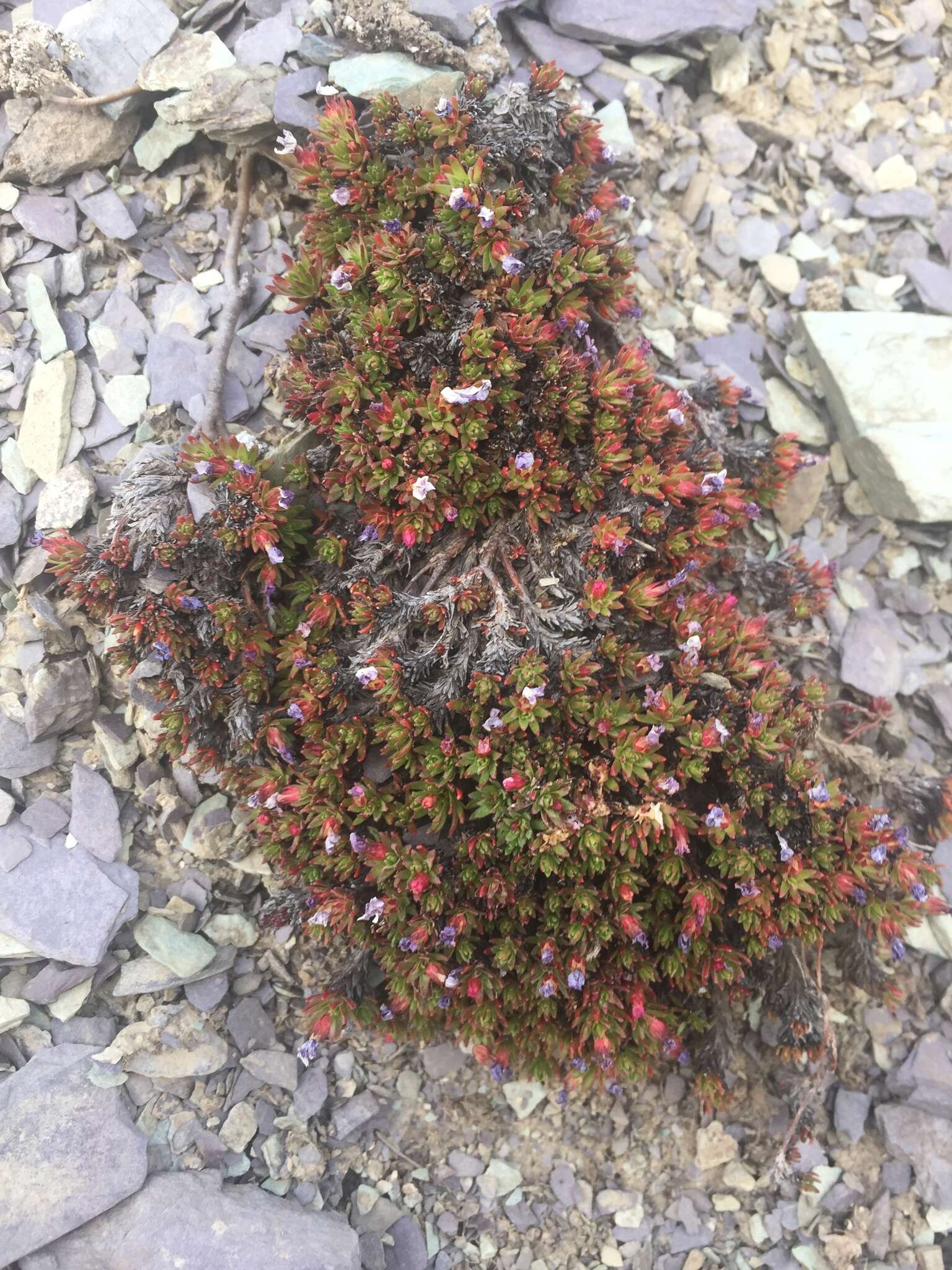 Image of Gorman's dwarf-primrose