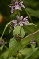 Stachys melissifolia Benth. resmi