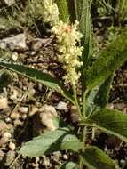 Acalypha caperonioides Baill. resmi