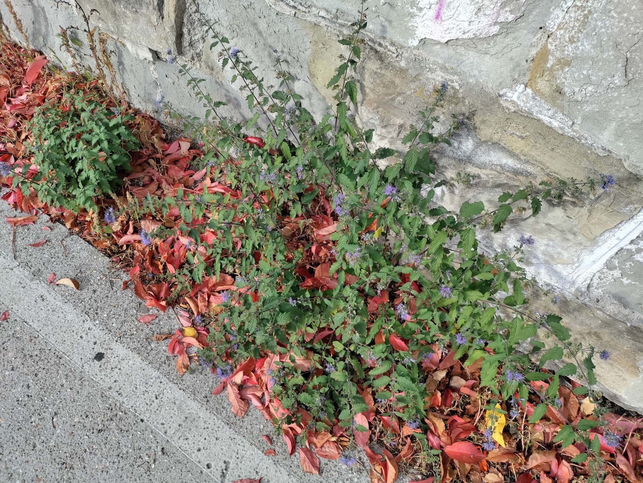 Image of caryopteris