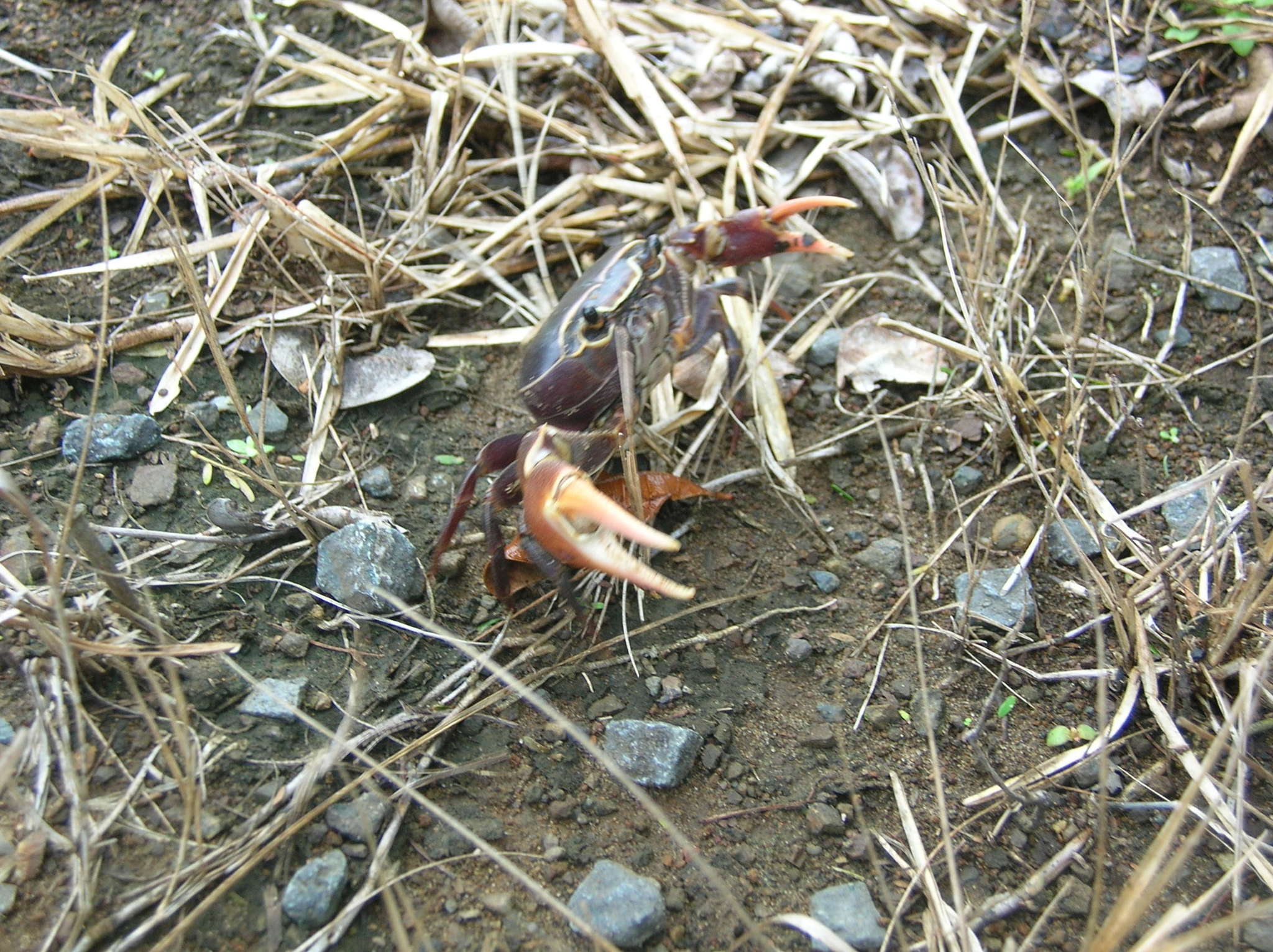 Image of Potamonautes isimangaliso Peer, Perissinotto, Gouws & Miranda 2015