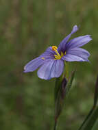 Image of western blue-eyed grass