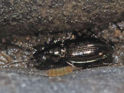 Plancia ëd Bembidion (Metallina) lampros (Herbst 1784)