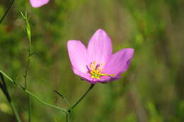 Image of largeflower rose gentian