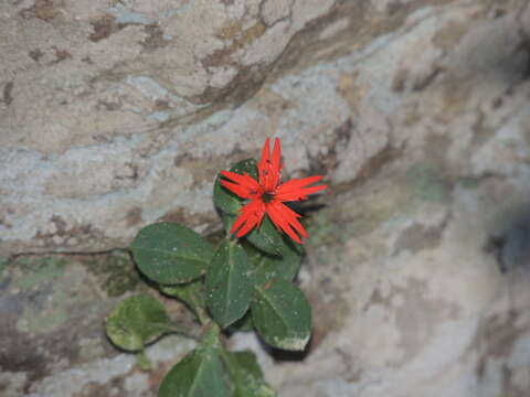 Image of roundleaf catchfly