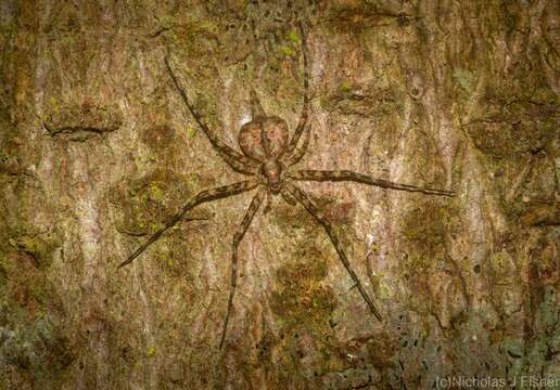 Слика од Tamopsis brachycauda Baehr & Baehr 1987