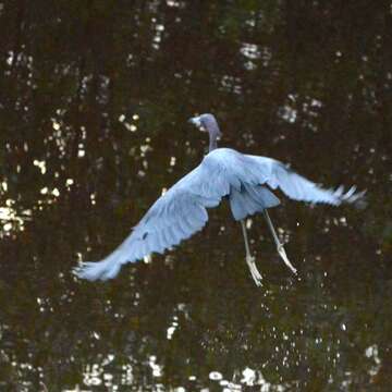 Image of Little Blue Heron