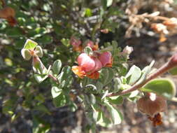 Hermannia ternifolia C. Presl的圖片