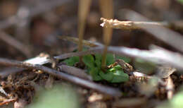 Image of Crassula capensis var. albertiniae (Schönl.) Tölken