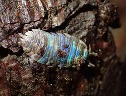 Imagem de Invertebrate iridescent virus 31