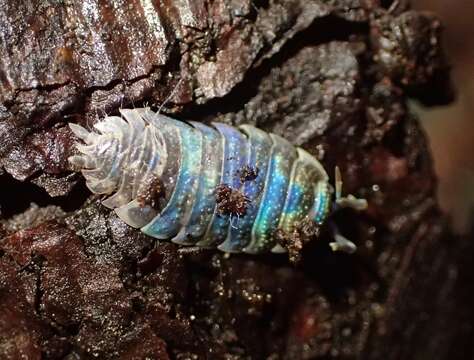 Image de Invertebrate iridescent virus 31