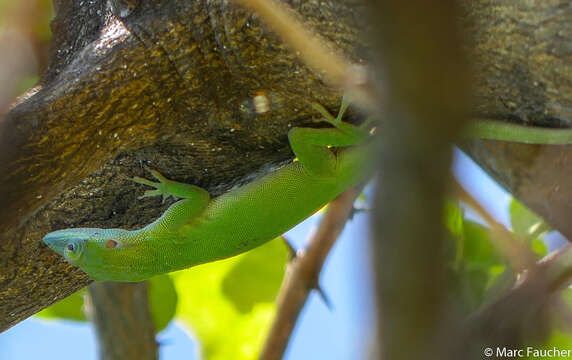 Image of Allison's Anole