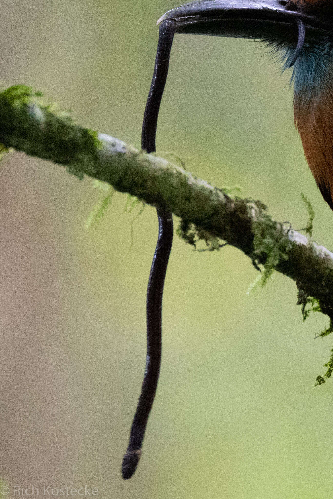 Image of Cope's Tropical Ground Snake