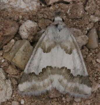 Image of Hulst's Flower Moth