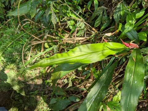 Image of Alpinia japonica (Thunb.) Miq.