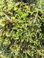 Image of California antitrichia moss