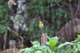 Plancia ëd Piranga erythrocephala (Swainson 1827)