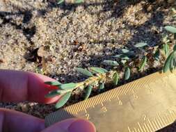 Image of seaside knotweed