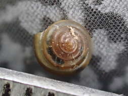 Image of Tawny Glass Snail