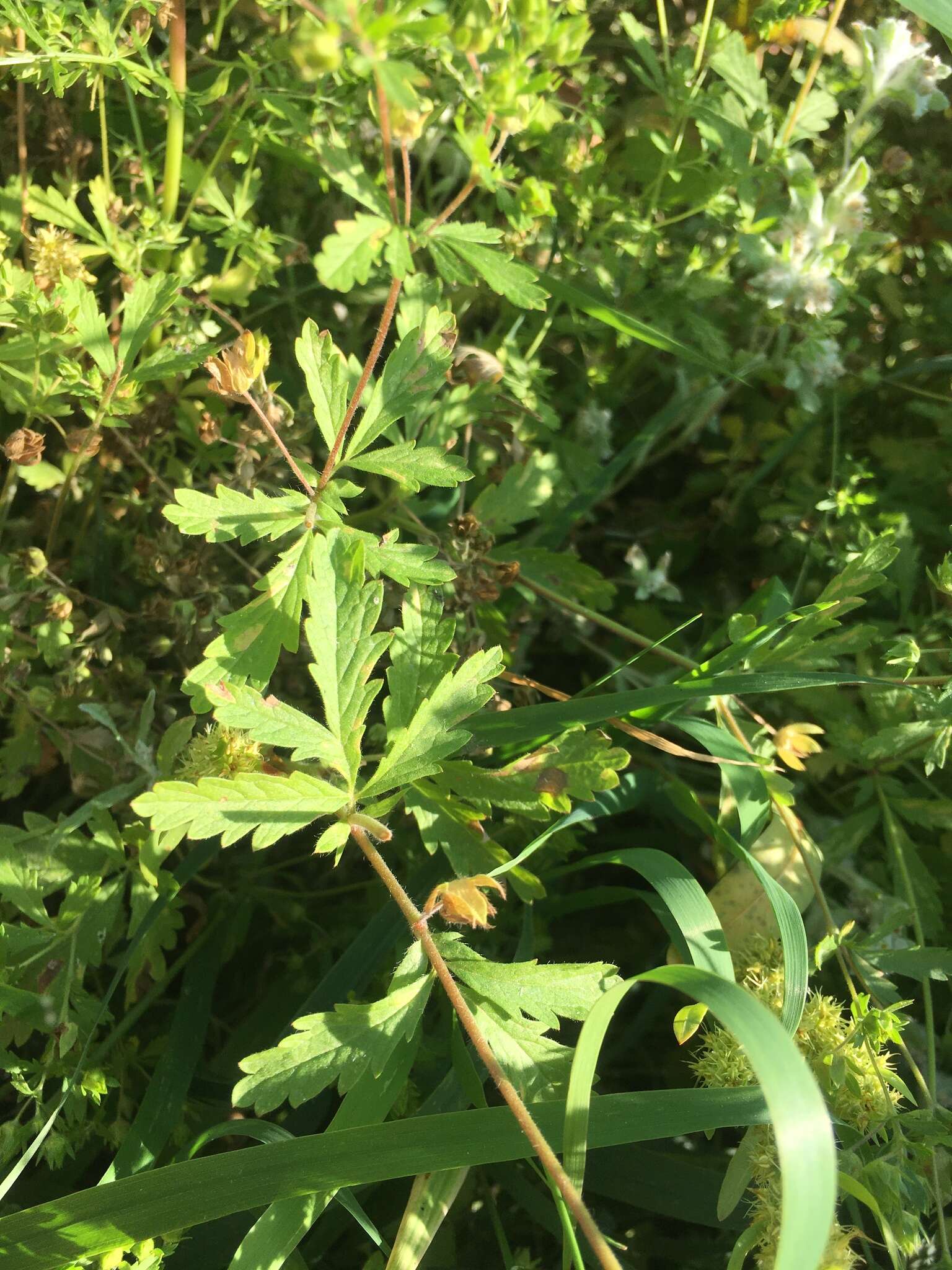 Image of brook cinquefoil