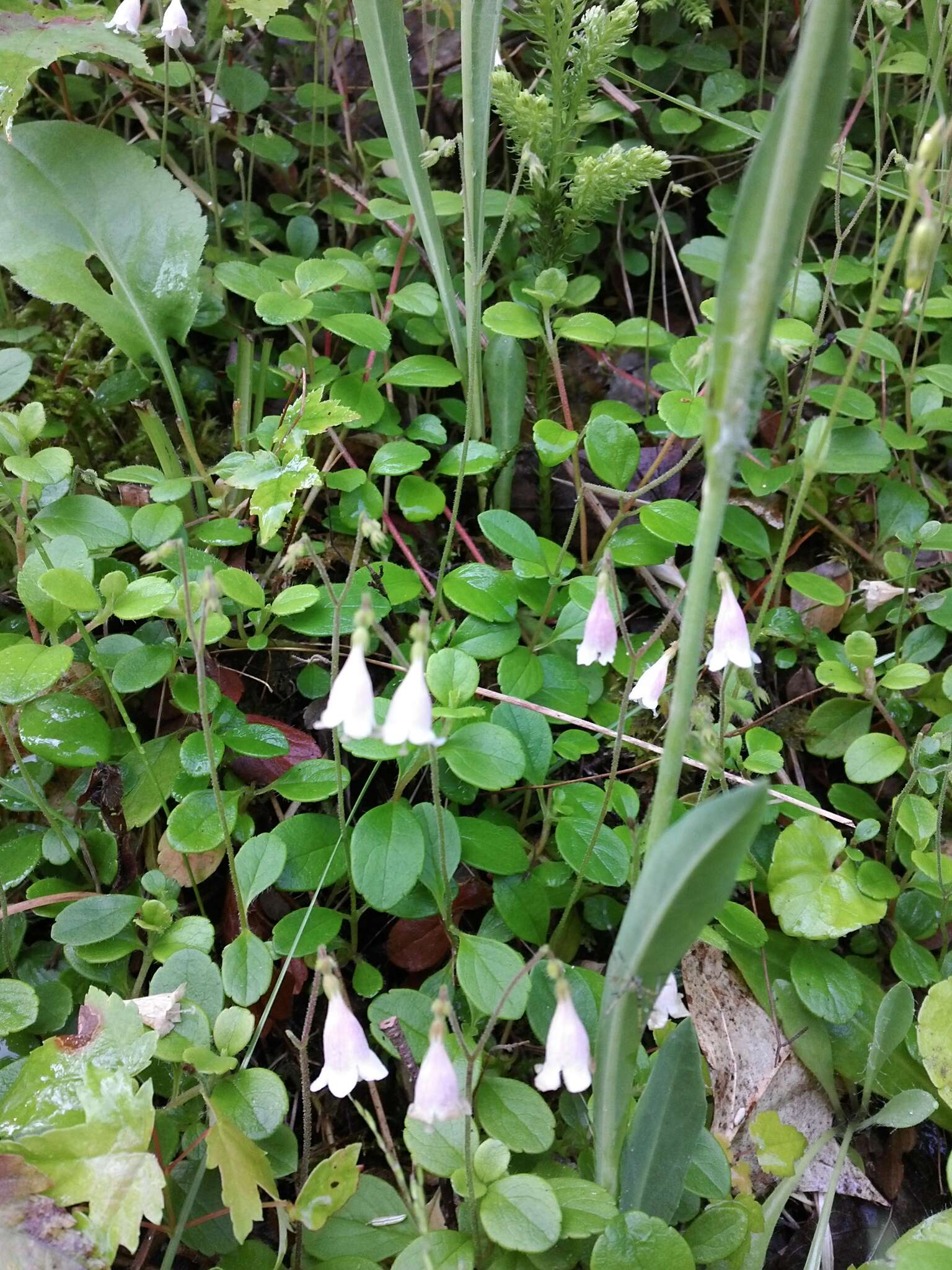 Image de Linnaea borealis L.