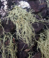 Image of <i>Ramalina australiensis</i> Nyl.