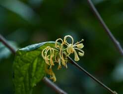 Image of Turraea pubescens Hellen.