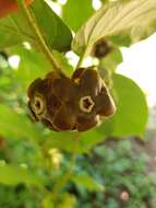 Image of Macroscepis diademata (Ker-Gawl.) W. D. Stevens