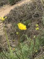 Image de Coreopsis maritima (Nutt.) Hook. fil.