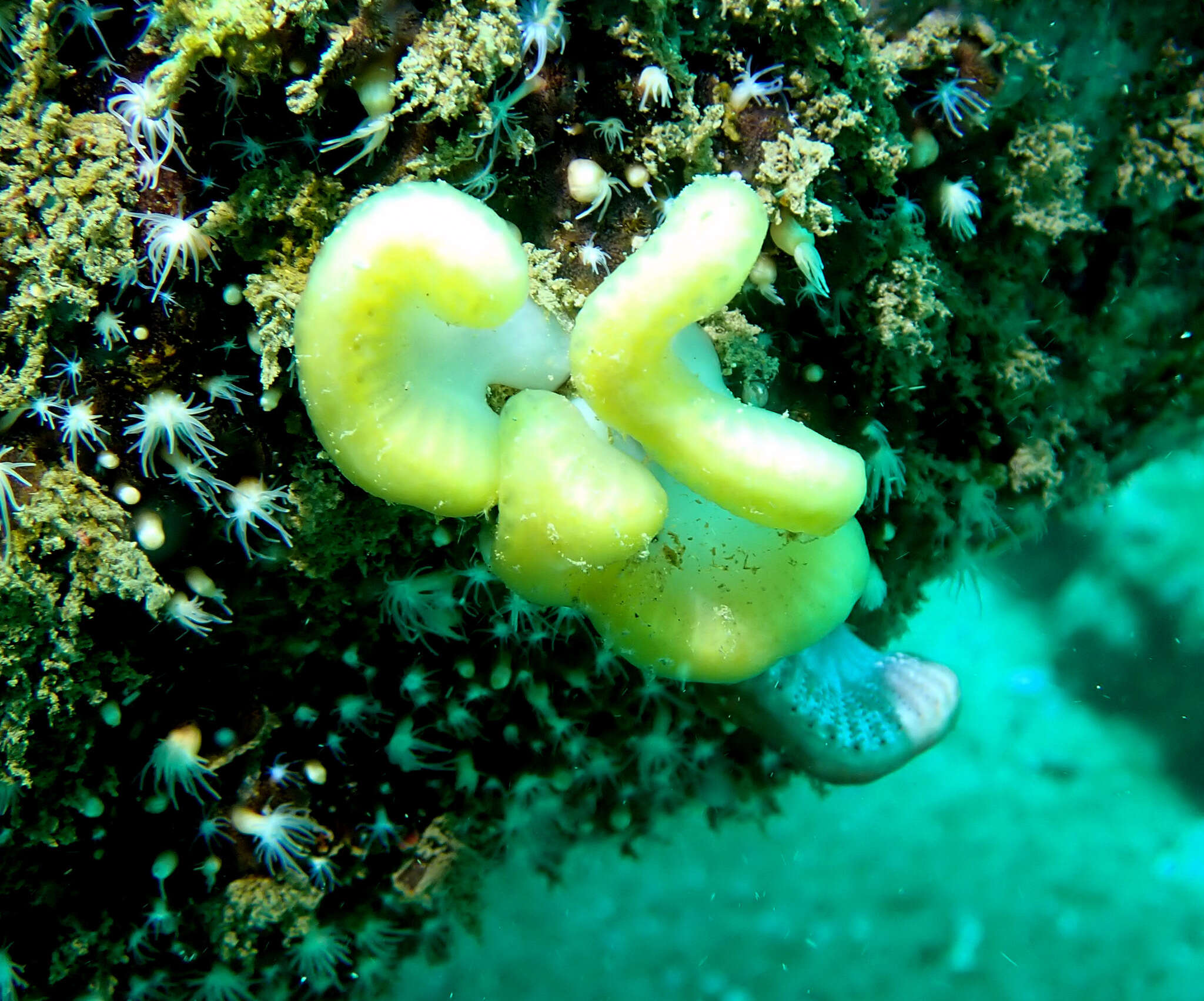 Image of Sycozoa cerebriformis (Quoy & Gaimard 1834)